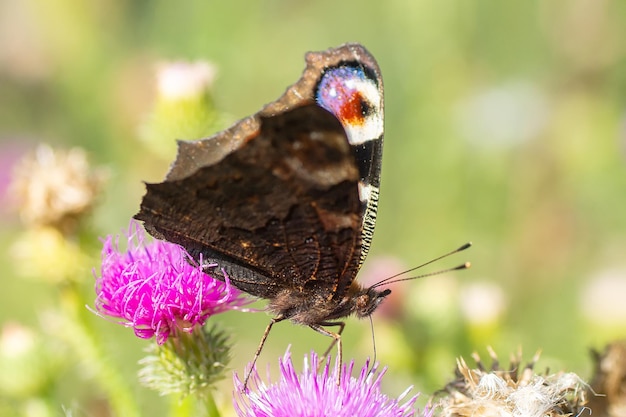 Ein Pfauen-Schmetterling ruht mit geöffneten Flügeln aus