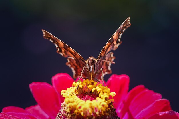 Ein Pfauen-Schmetterling ruht mit geöffneten Flügeln aus