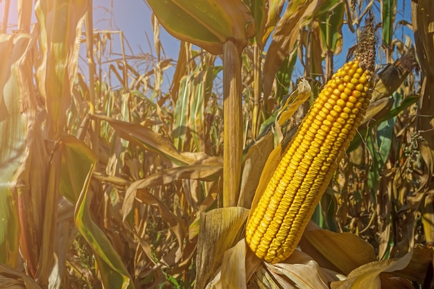 Ein Pfeiler reifer Mais auf dem Feld vor der Ernte