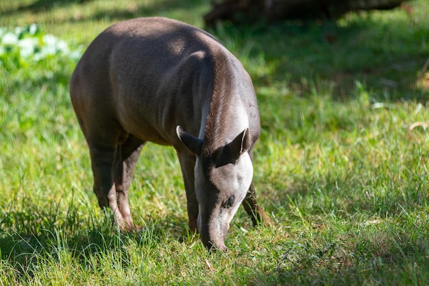 Ein Pferd auf einem Grasfeld