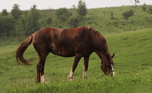 Ein Pferd, das auf einer Weide weidet