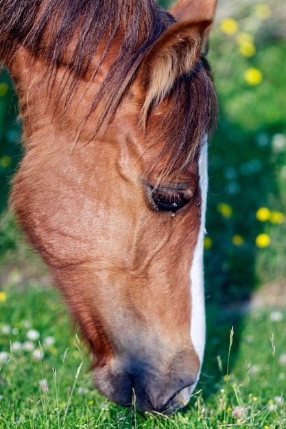 Ein Pferd, das das Gras weidet, aus der Nähe gesehen