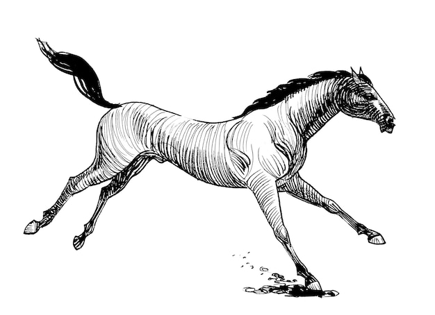 Ein Pferd, das in einer Wasserpfütze läuft.