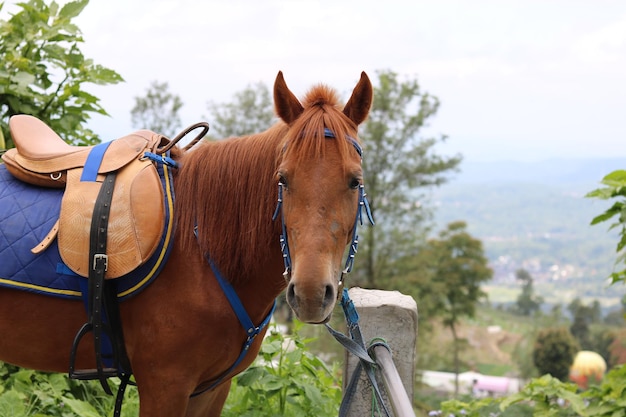 ein Pferd, das sich in einem touristischen Gebiet im Hochland ausruht