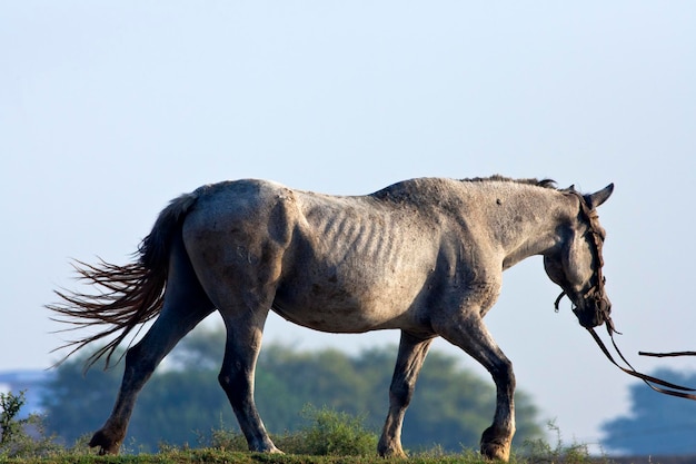 Ein Pferd hat Rippen am Körper und steht auf einem Feld.