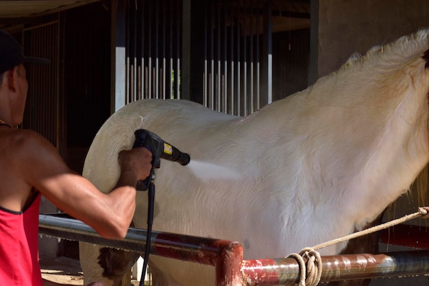 Ein Pferd ist ein Pferd in einem Stall, bei dem Menschen ein Bad nehmen. Gefangen am 3. März 2023 in Rayong, Thailand.