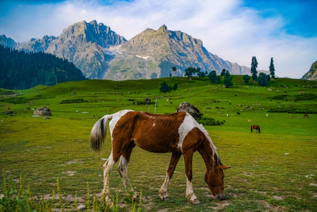 Ein Pferd mit Aussicht