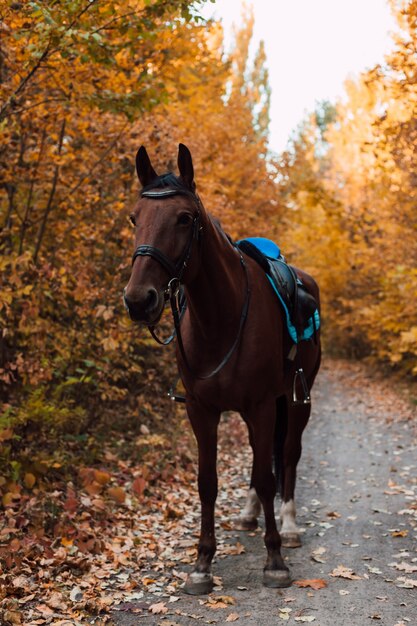 Ein Pferd spaziert im Herbstwald