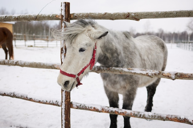 Ein Pferd steht auf einer Koppel auf einem Bauernhof