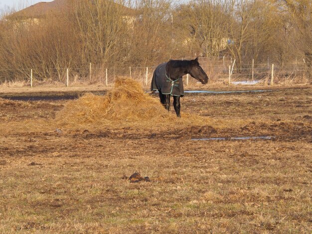 Ein Pferd steht auf einer Wiese mit Heu davor.