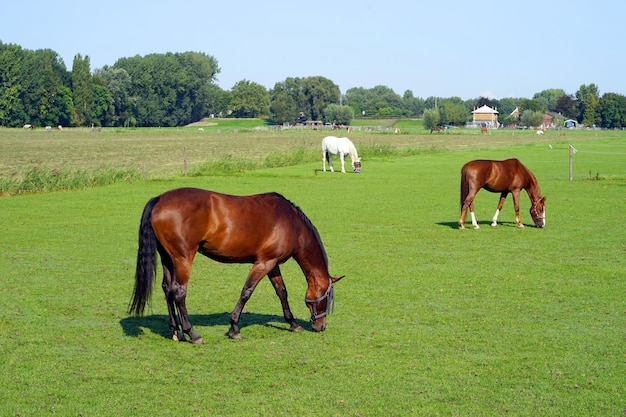 Ein Pferd weidet auf einem grünen Feld