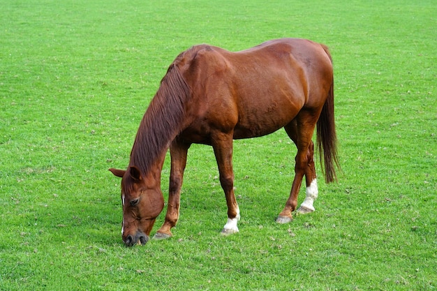 Ein Pferd weidet auf einer grünen Wiese