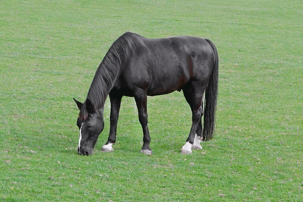 Ein Pferd weidet auf einer grünen Wiese