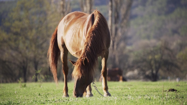 Ein Pferd weidet, ein rotes Pferd weidet, Ein schönes Pferd frisst Gras, das Pferd frisst Gras im Stall.