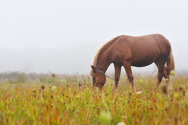 Ein Pferd weidet morgens im Nebel auf dem Feld