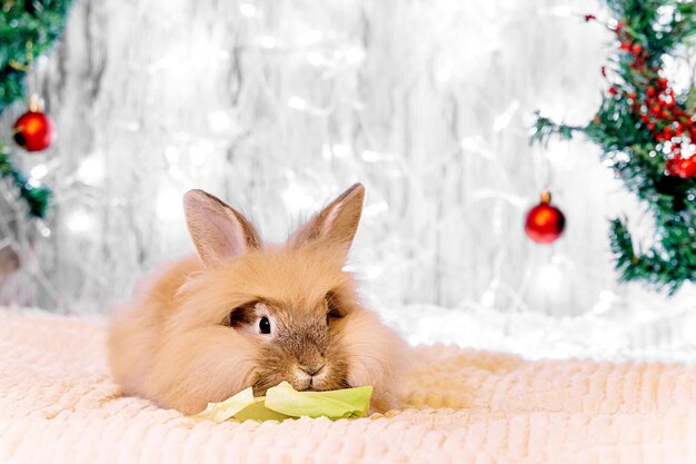 Ein pfirsichfarbener Hase sitzt auf einer Decke und isst einen grünen Weihnachtssalat