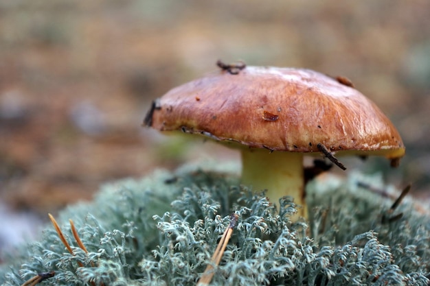 Ein Pilz mit einer grünen Kappe