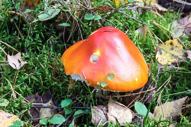 Ein Pilzpilz mit rotem Hut wächst auf einer Waldlichtung zwischen grünem Gras