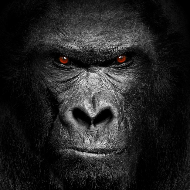 Ein Plakat für den Film Gorilla Gorilla.