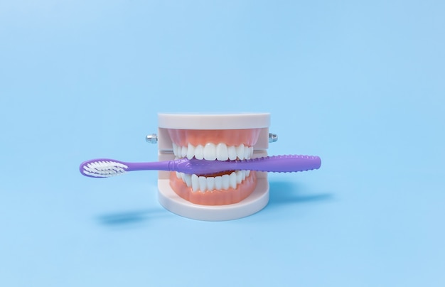 Ein Plastikmodell eines menschlichen Kiefers mit einer Zahnbürste für die tägliche Mundpflege
