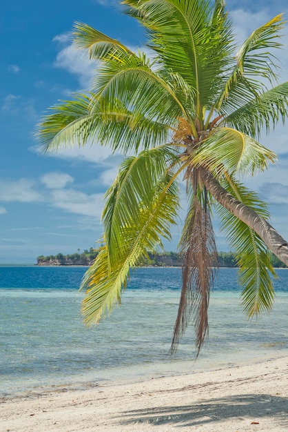 Ein polynesischer Paradies-Strand mit weißem Sand und Kokosnussbaum-Meerblick