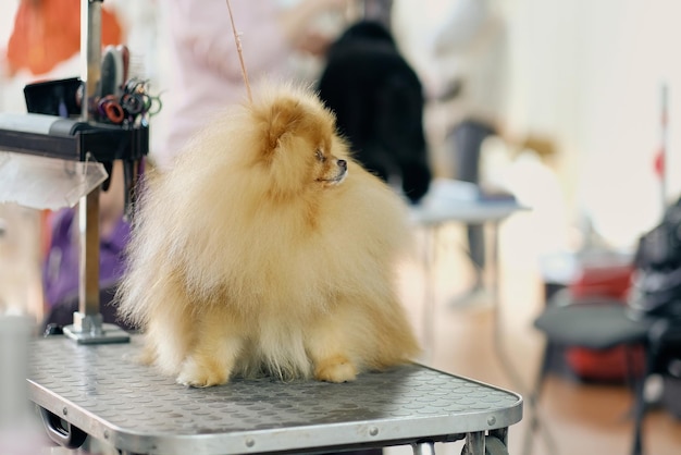 Ein pommerscher Hund mit viel Fell auf dem Pflegetisch