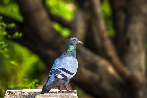 Ein Porträt einer Haustaube oder auch bekannt als Rock Pigeon in einem weichen, verschwommenen Hintergrund