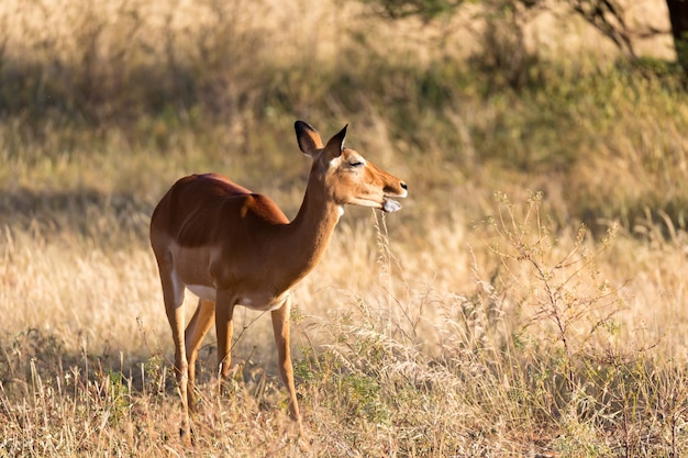 Ein porträt einer impala-antilope in der savanne von kenia