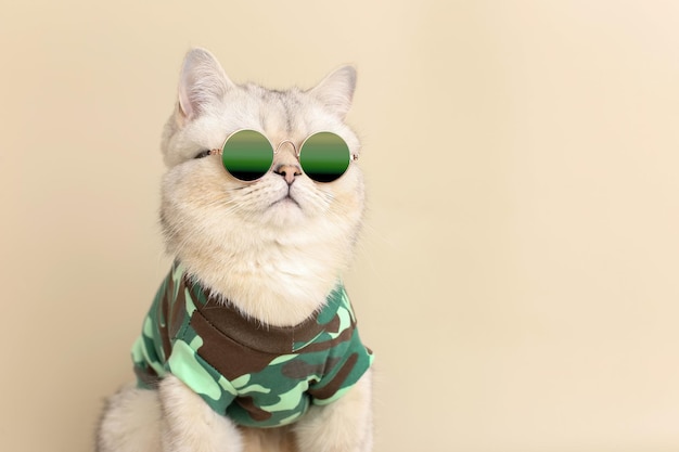 Ein Porträt einer süßen, stilvollen Katze mit Sonnenbrille und einem T-Shirt im Militärstil auf beigem Hintergrund
