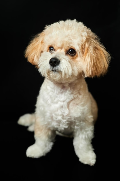 Ein Porträt von beige Maltipoo-Welpen auf schwarzem Hintergrund Entzückender Malteser- und Pudel-Mix-Welpe