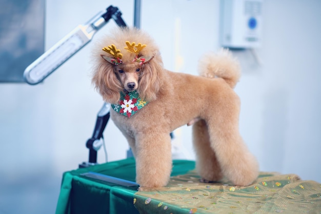 Ein Pudelhund auf einem Pflegetisch nach der Pflege in einem Tiersalon