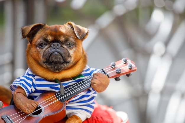 EIN PUG-HUND SITZT AUF DEM SCHOSS EINES STRASSENMUSIKERS UND SPIELT GITARRE. Foto in hoher Qualität