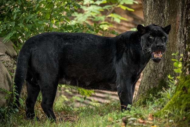 Ein räuberischer schwarzer Panther unter einem Baum im Wald ist wütend und knurrt