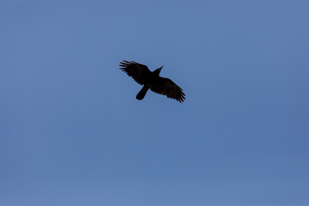 Ein räuberischer schwarzer Vogel fliegt in den blauen Himmel