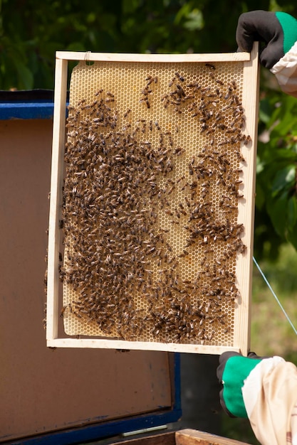 Ein Rahmen mit Waben, auf denen Bienen arbeiten