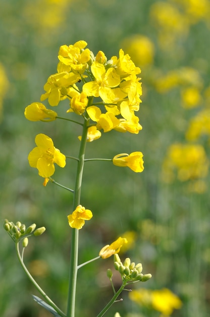 Ein Rapsfeld in der Bretagne