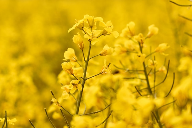 Ein Rapsfeld mit leuchtend gelben Blüten. Konzept der Frühlingspostkarte mit Kopierraum.