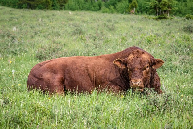 Ein Red-Angus-Bulle ruht im Cypress Hills Interprovincial Park Saskatchewan