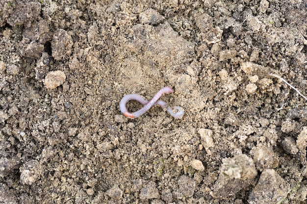 Ein Regenwurm auf dem gelösten Boden entspringt im Garten