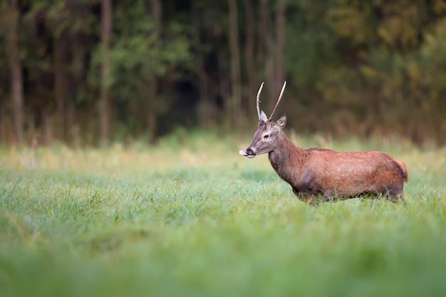 Ein Reh auf einem Feld mit Bäumen im Hintergrund