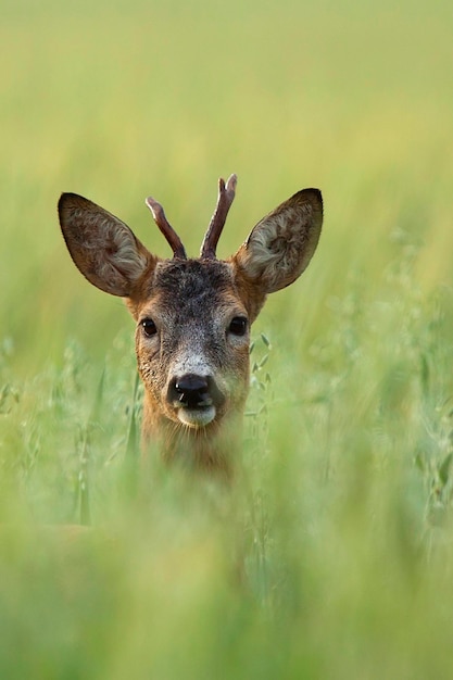 Ein Reh auf einem Feld mit dem Gras im Hintergrund