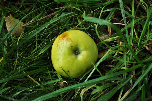 Ein reifer Apfel liegt auf dem Boden. Auf dem grünen Gras liegt ein gelber Apfel.