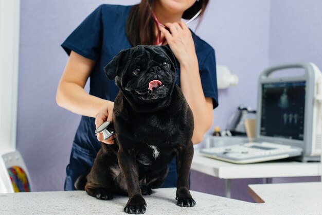 Ein reinrassiger schwarzer hund der rasse dackel wird in einer tierklinik untersucht und behandelt. tiermedizin.