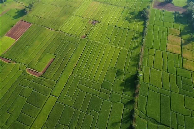 Ein Reisfeld auf den Philippinen