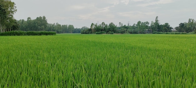 Ein Reisfeld mit Bäumen im Hintergrund