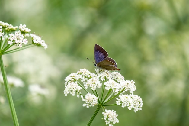 Ein reizender purpurroter Eichenschmetterling, der auf einer Blume des pimpinella anisum quercusia quercus butterf stillsteht