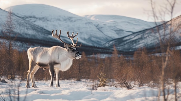 Ein Rentier im Winter vor dem Hintergrund der Berge Generative Ai