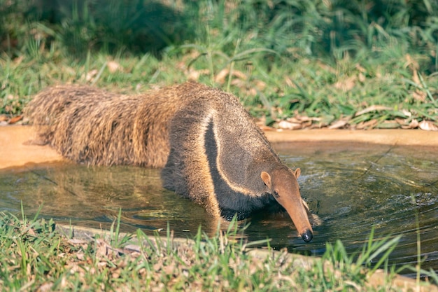 Ein Riesenameisenbär trinkt Wasser aus einem Teich.