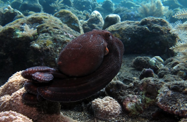 Ein Riesenkrake schwimmt am Korallenriff entlang. Meeresleben von Bali.