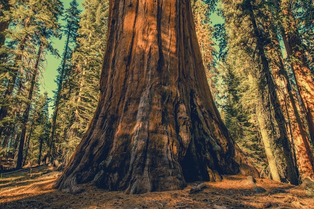 Ein riesiger alter Sequoia-Baum